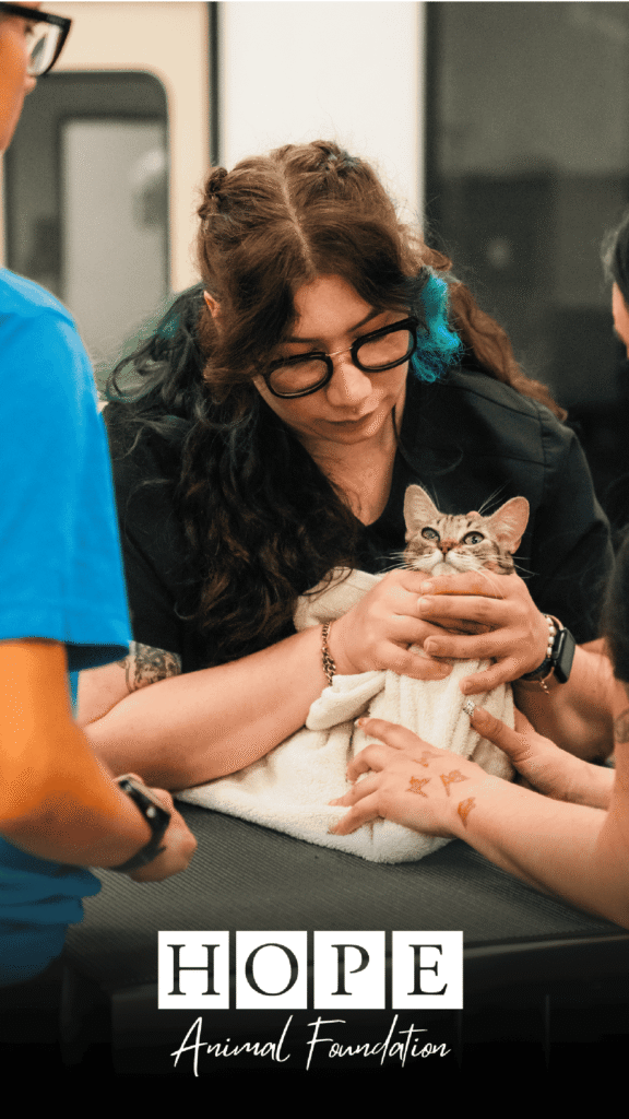 Hope Animal Foundation Advine's empathetic photography shows a staff member at Hope Animal Foundation cradling a small kitten wrapped in a towel, with other hands gently touching the animal, highlighting the foundation's compassionate care.