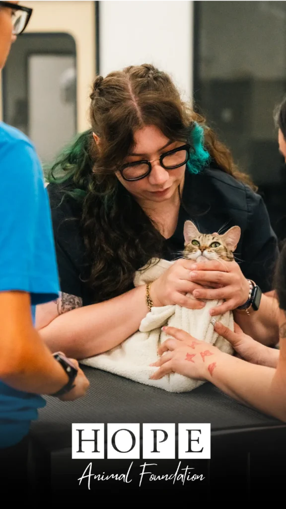 Advine's empathetic photography shows a staff member at Hope Animal Foundation cradling a small kitten wrapped in a towel, with other hands gently touching the animal, highlighting the foundation's compassionate care.